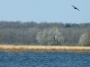 l'arbre aux cormorans, vissersverdriet...