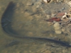 paling, een zeldzame verschijning in de vijver. Foto Philippe Gille